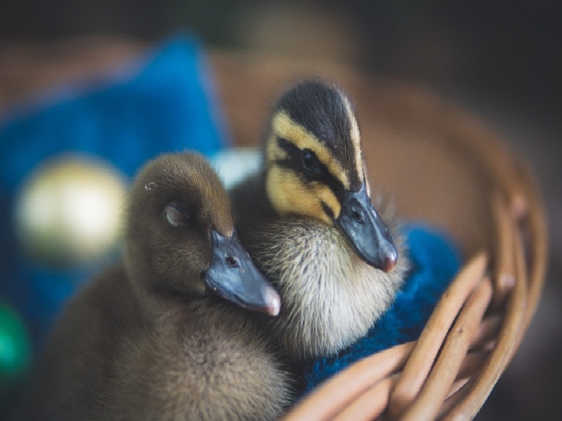 蜗牛面膜贴试管，贾鸿鑫试管